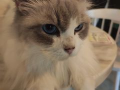 -猫爷宠物生活馆·撸猫馆