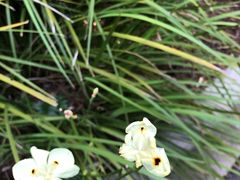 -墨尔本皇家植物园