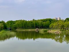 -贡湖湾湿地公园