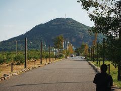 -桃花岛景观公园