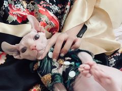 -喵zoo家庭繁育猫舍(尖东智能花园店)