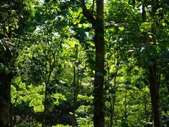 -Cafe In Little Forest
