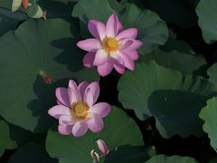 -莲池书院博物馆