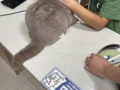-瑞鹏宠物医院犬猫全科(真大分院)
