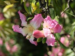 景点-风云岭森林公园