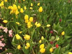 -龙大花卉苗木市场