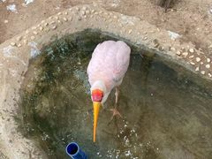 -正佳雨林生态植物园