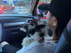 -翊宠yipet猫狗购宠庄园犬舍•猫舍