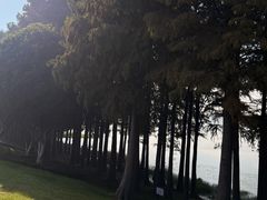 -贡湖湾湿地公园