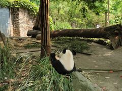 -都江堰中华大熊猫苑