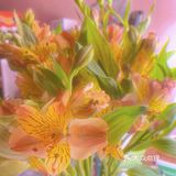 #治愈系.花#