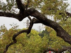 -江心屿景区