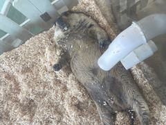 -怪兽屋·羊驼·猫咖·狗咖(俊华广场店)