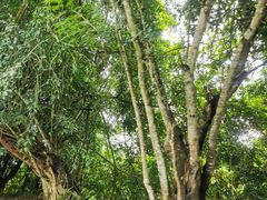 -中国科学院西双版纳热带植物园