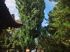 -张掖大佛寺景区