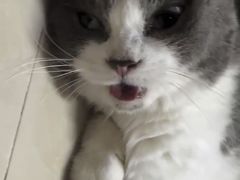 -严国平动物医院(德政总院)