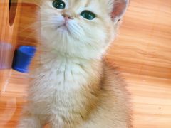 -猫十亿·布偶金渐层·曼基康矮脚猫舍(青年路店)