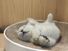 -屋虎猫馆(宝安大仟里店)