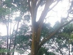 android_upload_pic-广州市帽峰山景区