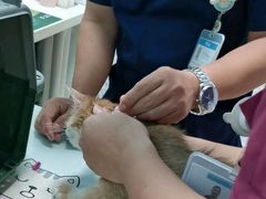 -纳吉亚猫专科动物医院博雅分院