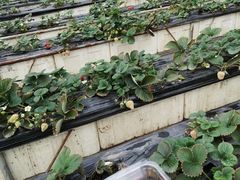 -甜心庄园·甜心草莓采摘园(西青中北店)
