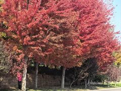 -丽泽山庄·生态怀柔菜·虹鳟鱼(红螺寺店)