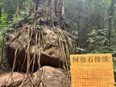 -莫里热带雨林景区