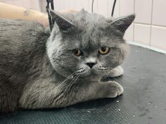 -FAELING PETS美天灵宠物(富力广场店)