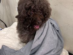 -宠物星动物医院·眼科·异宠·猫科(江南大道总院)