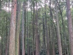 -杭州植物园