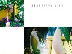 -瑞丽独树成林风景区