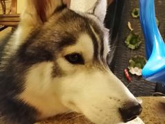 -more than meow吴止猫主题餐厅(承德 中船汇店)