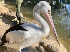 -费瑟代尔野生动物园