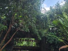 -西双版纳原始森林公园