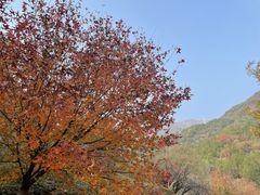-北京鹫峰国家森林公园