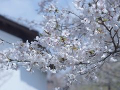 -醍醐寺