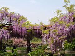 -嘉定紫藤园