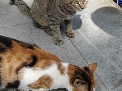 -西安大兴善寺
