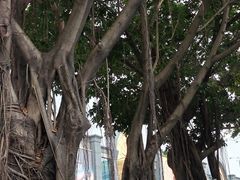 -福田红树林生态公园