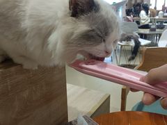 -藏猫猫咖啡主题馆(中央大道店)