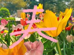 -洛阳郁金香牡丹园