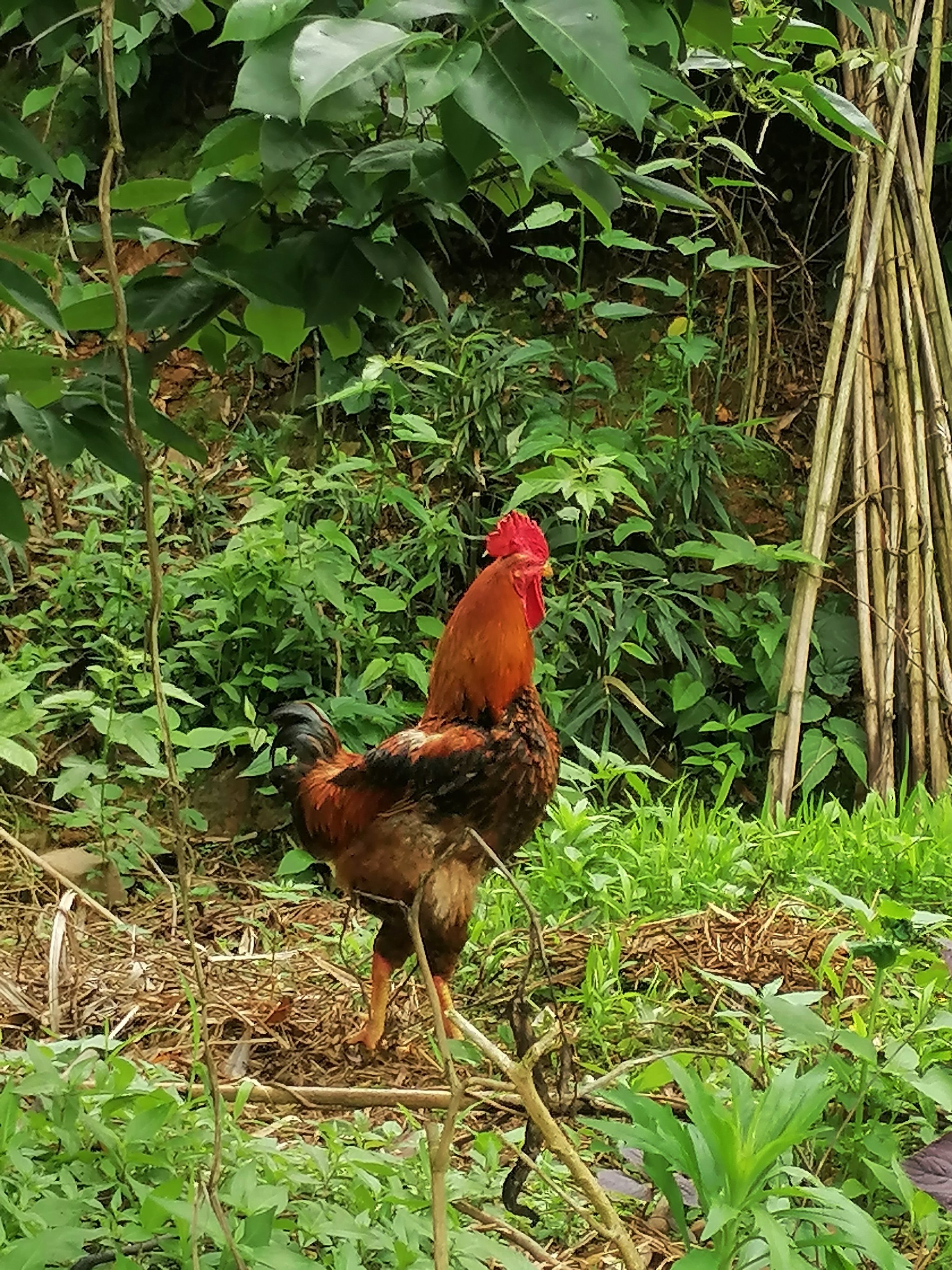 了两只走地鸡