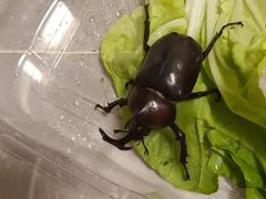 -翠林小区豆腐脑