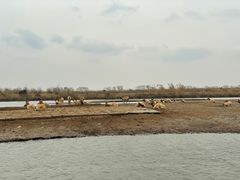 -宁波杭州湾国家湿地公园