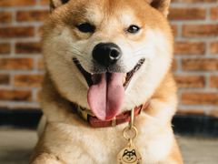 -柴犬高等学院·狗咖·柴犬售卖·宠物训练