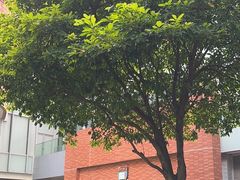 -香港大学