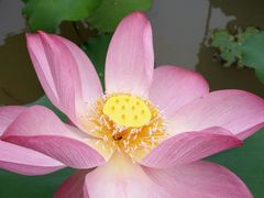 -南宁良凤江国家森林公园