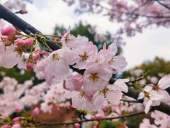 -顾村公园