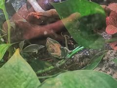 -上海大自然野生昆虫馆(东方明珠·爬宠昆虫探索中心)