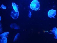 -上海海洋水族馆-停车场
